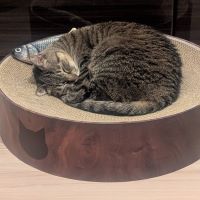 合格者画像