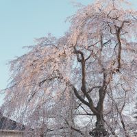 合格者画像