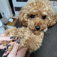 建築士試験 合格者