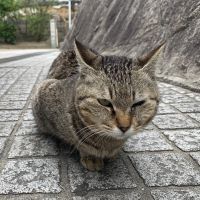 合格者画像