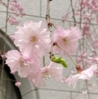 合格者画像