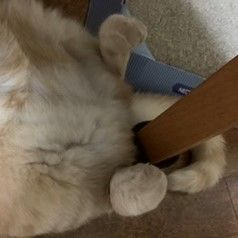 合格者画像
