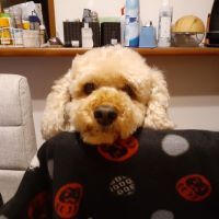 合格者画像