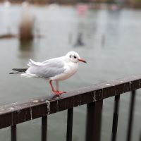 合格者画像
