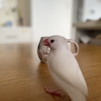 合格者画像