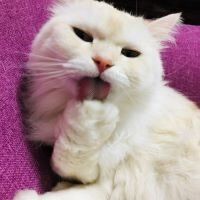 合格者画像