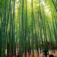合格者画像