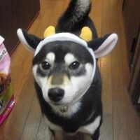 合格者画像
